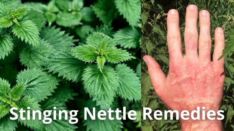 Stinging Nettle Remedies for Allergies